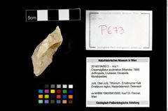 Foto (Objekt + Etikett) von Cracensigillatus acutirostrus (Moericke, 1889)  (NHMW-GEO-2014-0194-0673)
